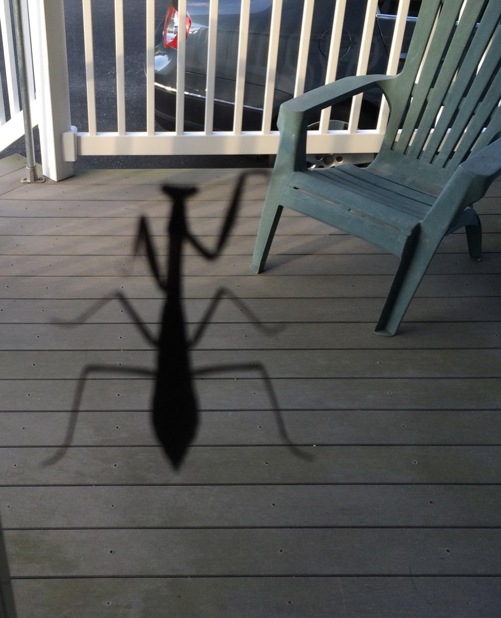 Embedded image permalink