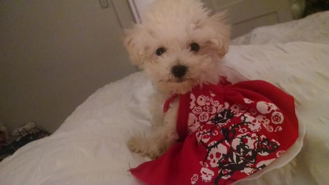 My little Lulu. http://t.co/5LC0NxENR7<a href="/tag/hcotw"class="tags"><span>#hcotw</span></a>