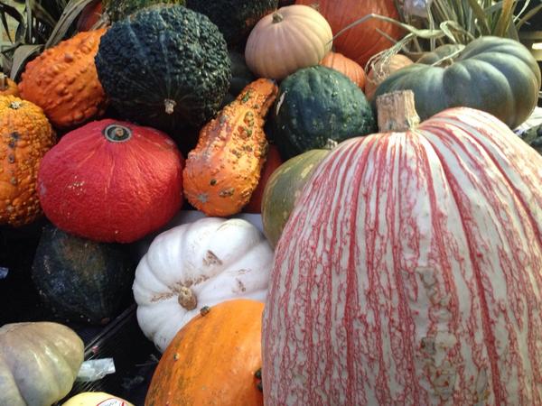White pumpkin