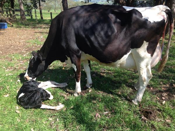 SeabreezePaul's tweet image. Another Golden PP Polled heifer calf out of a 88 Belero. 5 from 5. Who needs sexed semen @westdama @DairyBullsOnlin