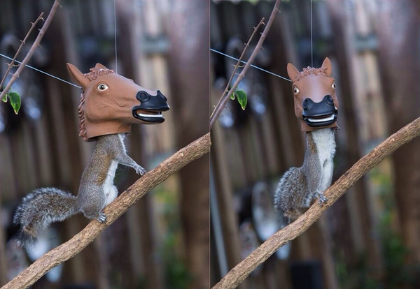Headspace On Twitter So This Exists A Horse Head Squirrel