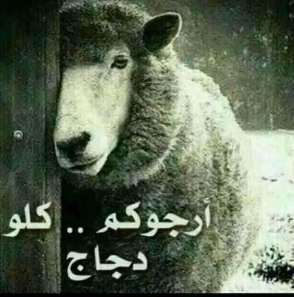 HamdaSham's tweet photo. @bottomlesslez http://t.co/Nvjls27jc4