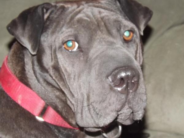 3dogcrew's tweet photo. @VRC_Pitbull This is Mr. Tickles he survived on the street for his first six months. Then he survived heartworm. http://t.co/asZMsSa5RU