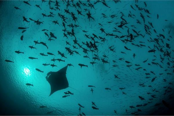 StandWithPalau tweet media