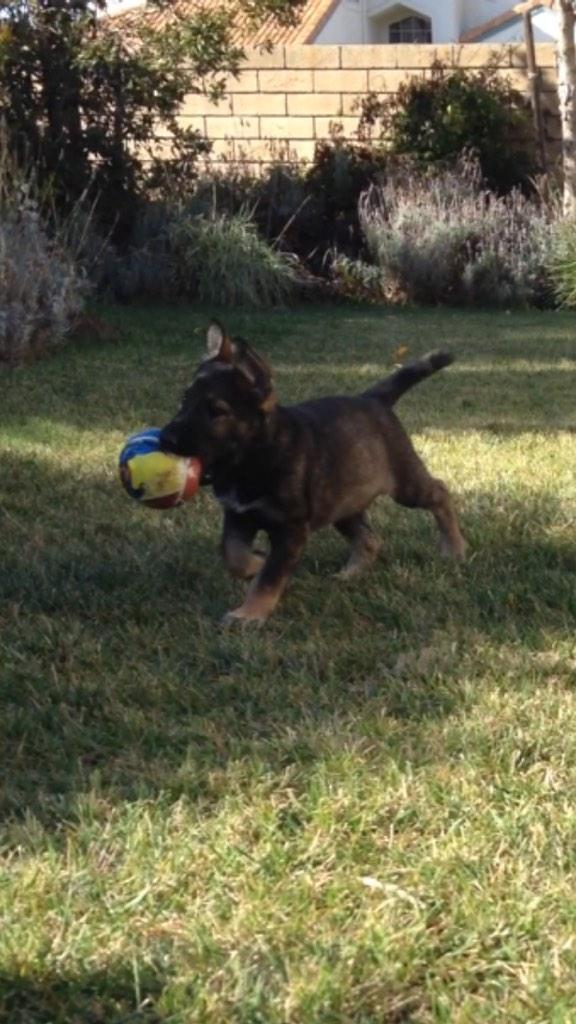 vanessaa_ochoa's tweet image. Happy B-day to my Sam 😢 #thebig1