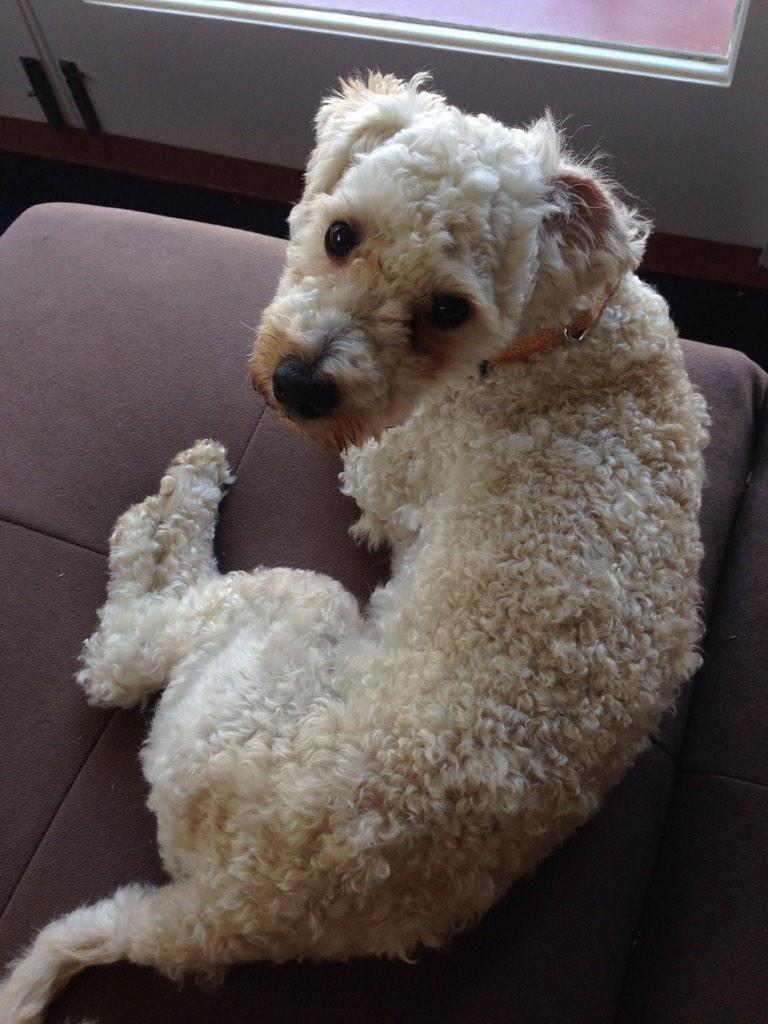 morningstar goldendoodles