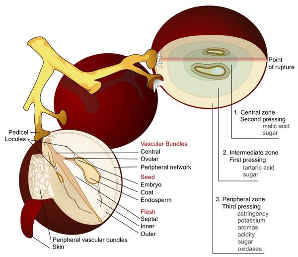 Anatomy of a Grape #wine #vino #WineLover <a href="/winewankers/">The Wine Wankers 🍾🤛🎉🥂</a> <a href="/MacCocktail/">MacCocktail (@MacCocktail.bsky.social)</a> @TopWineNews