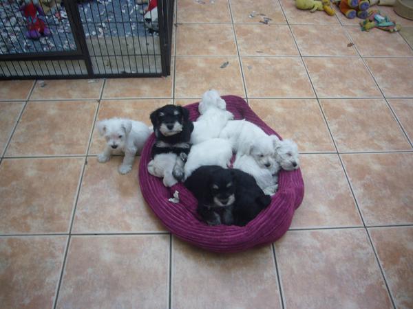 NotAPuppyFarm's tweet photo. ONLY 2 LEFT. http://t.co/HbAKPXM1ui