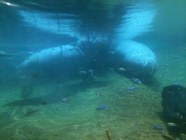 allieapples96's tweet photo. Hippos!!!!:) http://t.co/0EIMwlfvJG