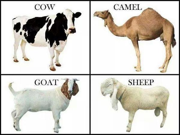 mbnk44's tweet photo. #Marsoon marsoon Qurbani krsoon,
Which Animal are you sacrificing guys? http://t.co/qMKlDwYoj1