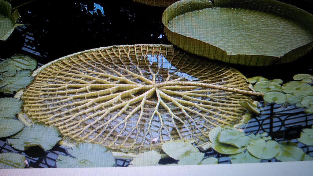 Write Roots Upside Down Lily Pad The Giant Air Pockets Allow The Giant Pads To Float Cool Lilypad Airpockets Http T Co Cwidzqgby0 Write Roots Upside Down Lily Pad The Giant Air Pockets Allow The Giant Pads To Float Cool Lilypad Airpockets Http T Co Cwidzqgby0