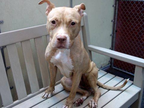 beaumadisonpc's tweet photo. @RuthDSegura Shared CHEROKIE on myFB page #NYC #manhattan #TBDlist #adoptdontshop #k9rescueorg #pledge #foster rescue http://t.co/44G4Blcr51