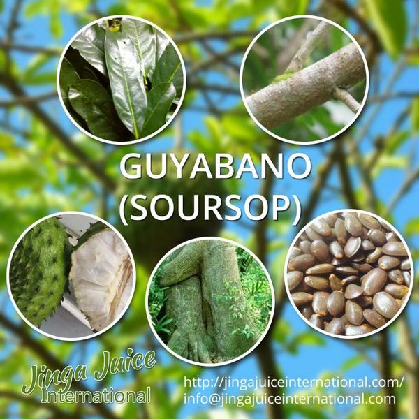 Jingajuiceintl Health Benefits Of Guyabano Fruit Leaves And Other Parts Http T Co Lpvrtc53p1 Jingajuice Healthyeating Food Http T Co Lqc6wjtmek Jingajuiceintl Health Benefits Of Guyabano Fruit Leaves And Other Parts Http T Co Lpvrtc53p1 Jingajuice Healthyeating Food Http T Co Lqc6wjtmek