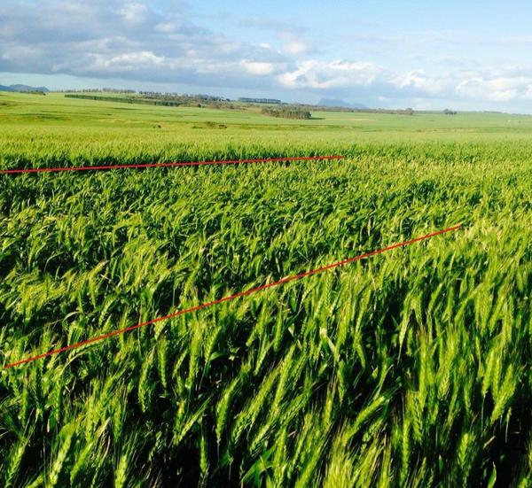 Untreated Mn strip in Mace wheat sprayed Z30. Induced by liming maybe? <a href="/adams_wa/">Mark Adams.</a> #southcoast #cropinspectioncrucial