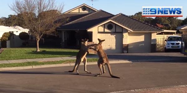 9NewsPerth's tweet photo. Epic Kangaroo fight in the suburbs. Watch 4.30 &amp; 6pm to watch. #9News http://t.co/fHVhmLB3Ke