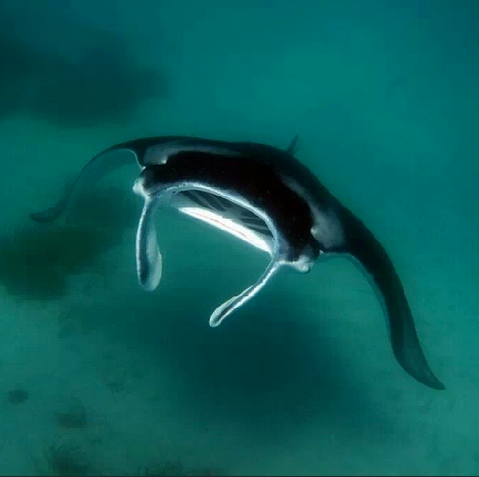 WestAustralia's tweet photo. You can swim with manta rays all year round @thecoralcoast #MustDoWA Pic: @Migration_Media http://t.co/FnXwrP8DwL