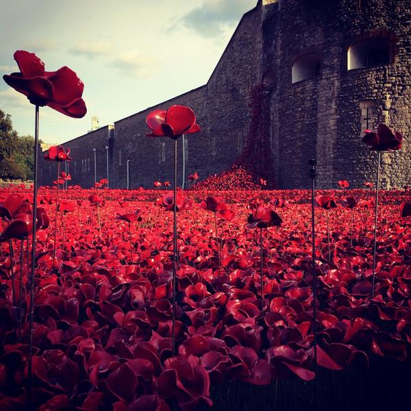 WW1_LSA's tweet photo. Blood Swept Lands And Seas of Red #Centenary #TowerPoppies #WW1 http://t.co/cCqjoDfhRu