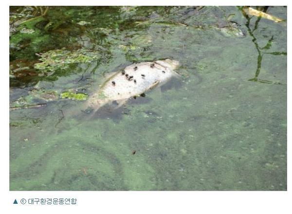 사기에 대한 분명한 단죄가 필요한 사안, 4대강사업 책임자, 국정감사 앞두고 행방불명, 정종환 전 국토교통부 장관과 김건호 전 수자원공사 사장, 연락이 두절  gobalnews.com/news/articleVi…