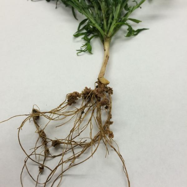 ICiampitti's tweet photo. #KSUCROPS UPDATE: Super #nodulating #chickling #vetch. #Nitrogen #fixation & contribution to #N supply. @KStateAgron http://t.co/WqD810Mqre