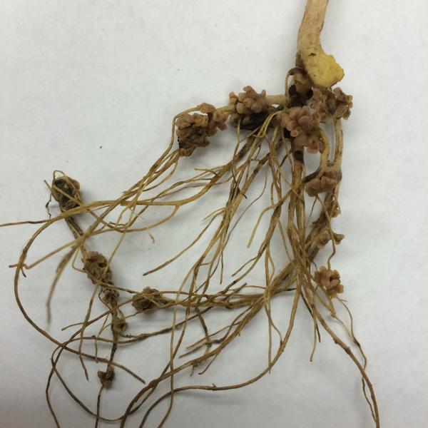 ICiampitti's tweet photo. #KSUCROPS UPDATE: Super #nodulating #chickling #vetch. #Nitrogen #fixation & contribution to #N supply. @KStateAgron http://t.co/WqD810Mqre