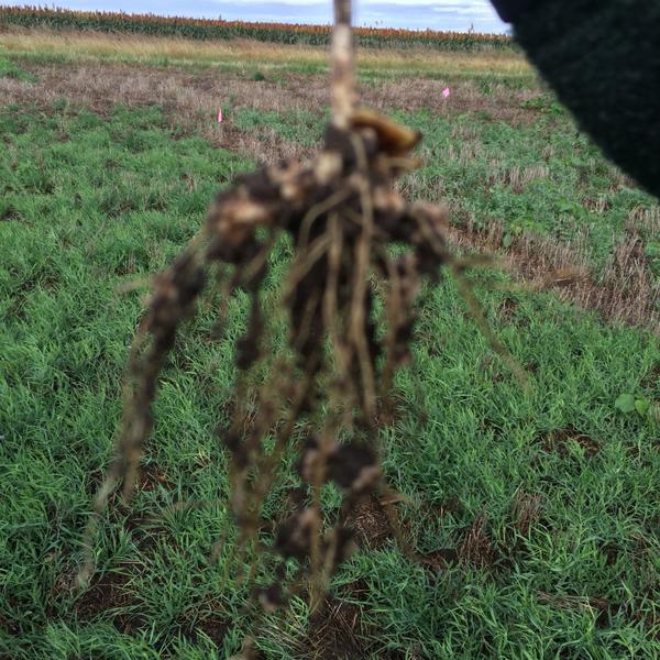 ICiampitti's tweet photo. #KSUCROPS UPDATE: Super #nodulating #chickling #vetch. #Nitrogen #fixation & contribution to #N supply. @KStateAgron http://t.co/WqD810Mqre