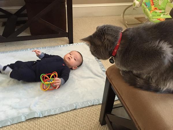 BoheySquints's tweet image. Not sure if this squirmy dressed up cat is friend or foe but I would sure like to play with his toys!