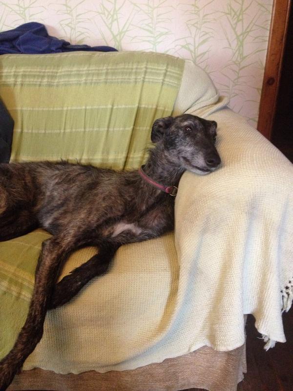 LaverockHallBirdFood tweet media