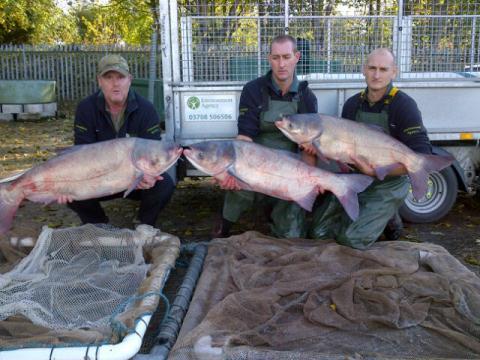 1/2 Working with <a href="/LymmAC/">Lymm Angling Club</a> today we removed 3 non-native silver carp from #Cheshire mere. These were 30lbs......