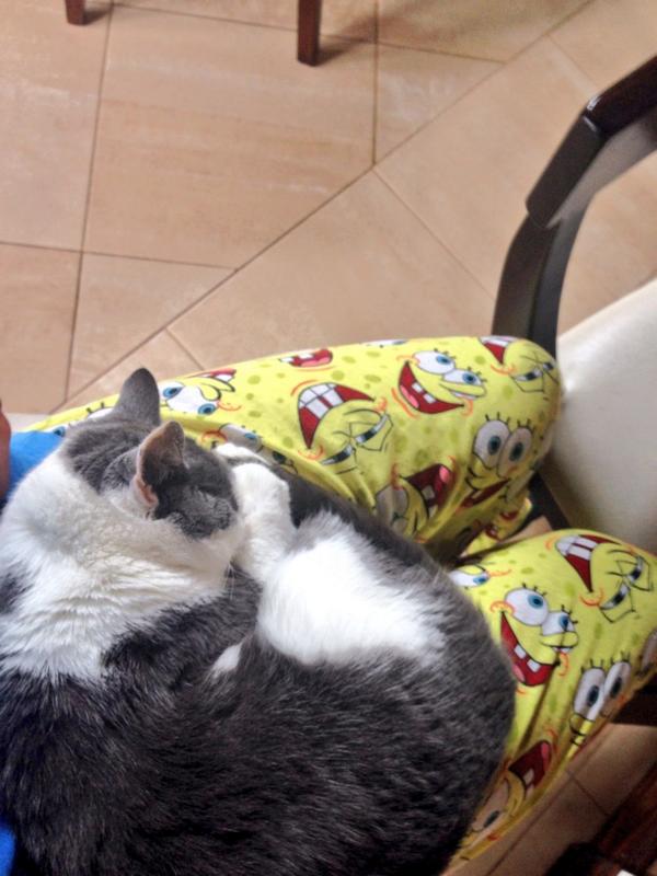 Todos los que dicen que "odian" a los gatos es por que nunca tuvieron uno 🐱✌️👊