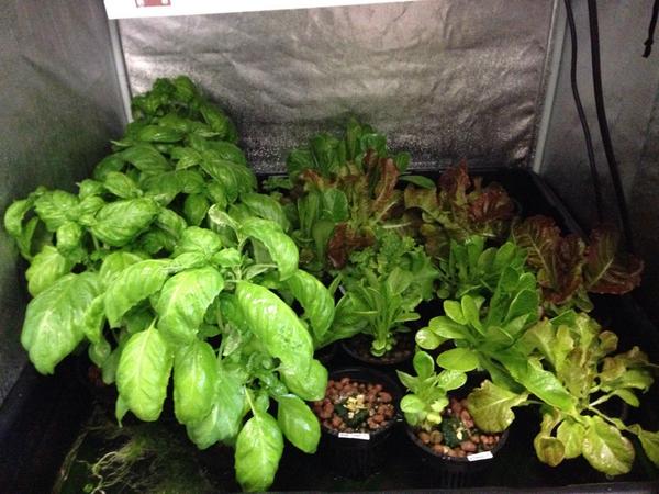 MsWellnessEdu's tweet photo. Another stellar growth weekend! #Hydroponic #garden #hwedfund http://t.co/0NgMMuwZ1O