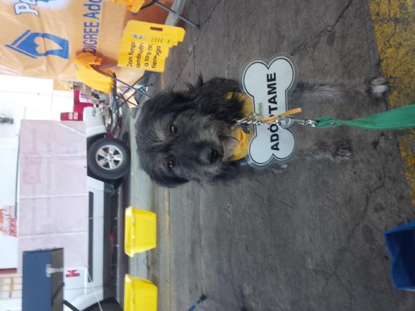 hogarT3Marias's tweet photo. Ven y conoce a Gorda!! Hoy evento Pedigree en el Zorro Cuautepec, 9 a 4, con tu compra de Pedigree te dan un regalo http://t.co/bjpsA3kMkB