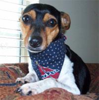 AtlantaPAW's tweet photo. #SmallDogBandanas for tiny dogs available with velcro. Just so darn cute! Get yours at http://t.co/kiIIwIbQ6v http://t.co/R9BKAf5ZWt