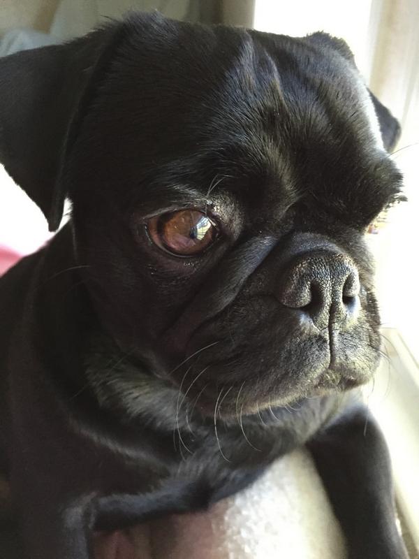 KimiiiJo's tweet photo. This is my fav pic of Pugsy #pugmonday http://t.co/JmgW1XMJAG