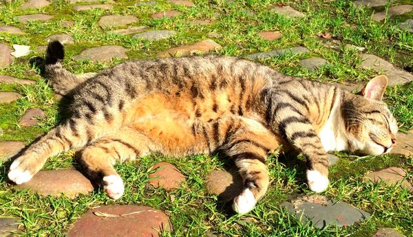 HelpMeFindMax's tweet image. Life in #Pimlico was such a joy. I've missed it terribly since losing my way home on April 30. X