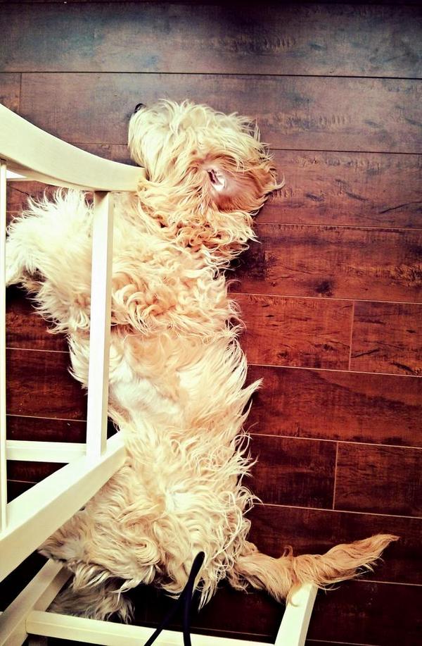 MyLifeAsSarrah's tweet photo. Sleepy puppy http://t.co/rGRjk3YJKG