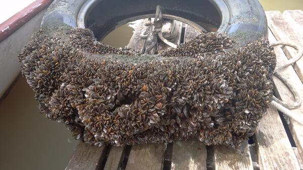 Golden Mussels And Not Piranhas Are The Most Dangerous Creatures