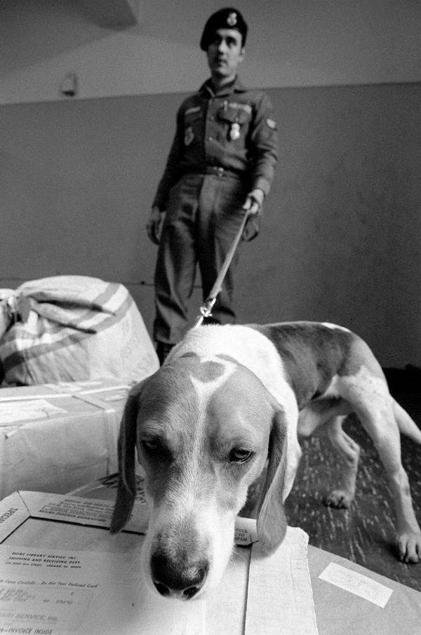 HumanoidHistory's tweet image. Sgt. Coffman and his drug-sniffing #dog Floppy hunt for illegal narcotics at Camp New Amsterdam, 1978. @usairforce