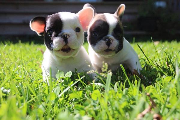 BbAnimalPics's tweet photo. http://t.co/Enel9ZEqAS