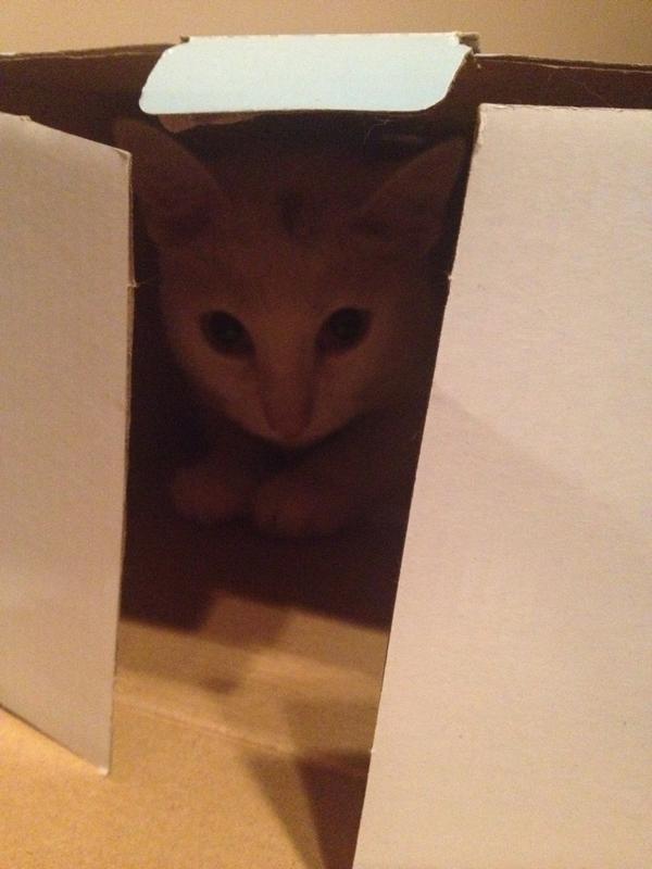 AnnieMRix's tweet photo. @catsofinstagram Olive is helping us move! #boxcat http://t.co/CTyGDuE01T