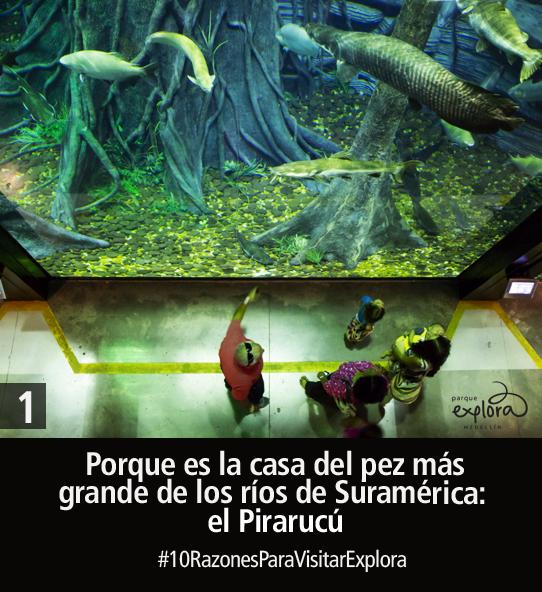 PlanetarioMed's tweet photo. #VisitaExplora y conoce la extraña vida bajo los océanos @parqueexplora http://t.co/Jz9HSZp8fY http://t.co/r8M9V9miAl