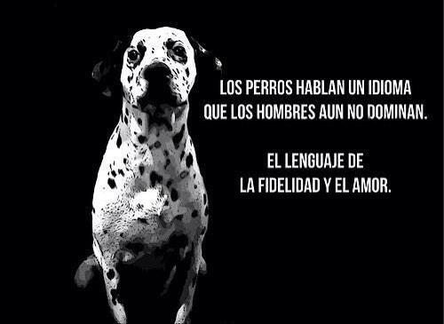 Los perros hablan un idioma que lo humanos aun no dominan...