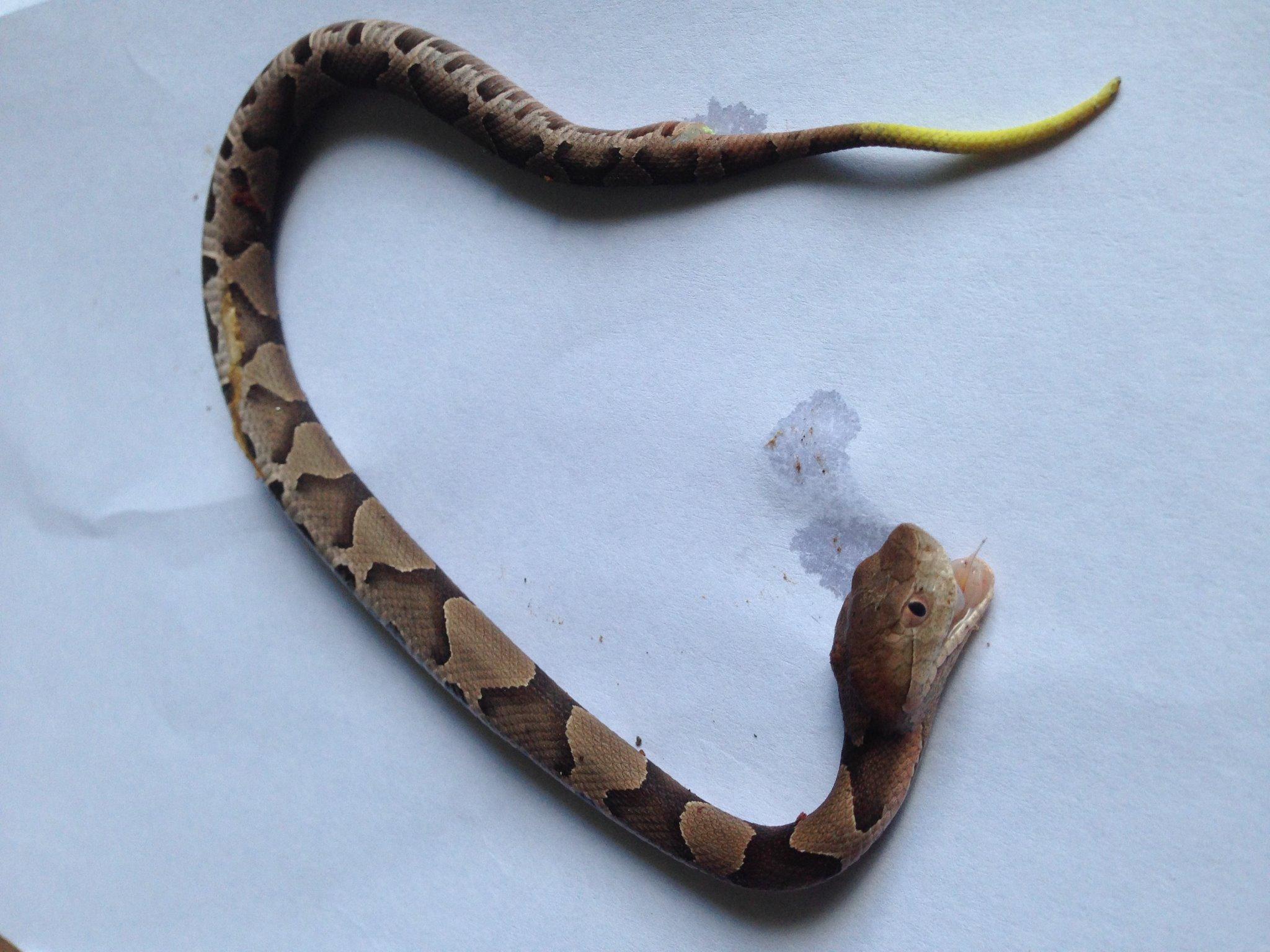 All Wildlife Control En Twitter Matthew Field Owner Baby Copperhead Marietta Georgia Notice The Yellow Tail And Slit Eye Copperhead Snakes Http T Co Xip7sdhath Twitter