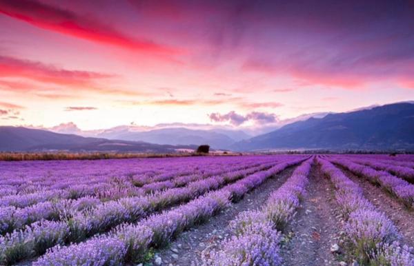 mjesusgz's tweet photo. Photography by Evgeni #Dinev - Lavender field - #photo #art #artwit #twitart #flowers #iloveart #fineart #followart http://t.co/wmwJY84Nva