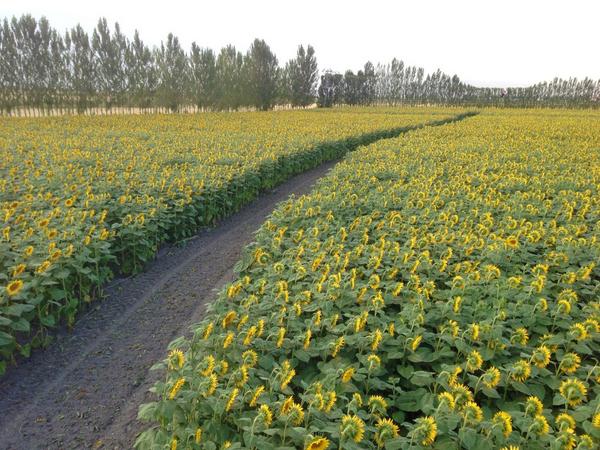 m.ali öz (@malimmalim) on Twitter photo 