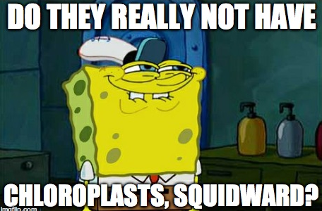 2KulChloroplast's tweet photo. You animal cells don't deserve us, vote Chloroplast for 2014 #CatFootMVO http://t.co/IsousdQ0dl