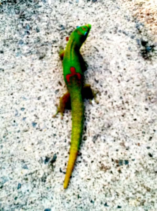 Ironman gecko. Notice the M-dot tattoo