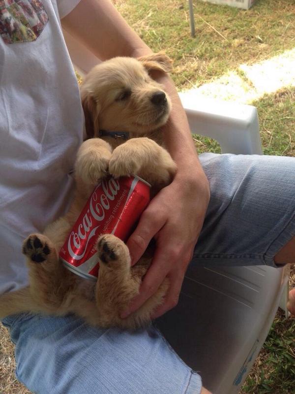Baby Animal Pics On Twitter Cozy Puppy Playin Coozy For A Can