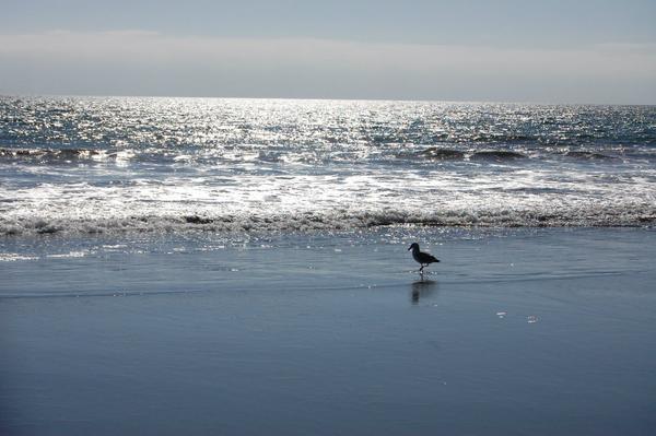 SF_Bay_2Day's tweet photo. Stinson Beach at dusk @SF_Bay_2Day http://t.co/drDwbWpP1c