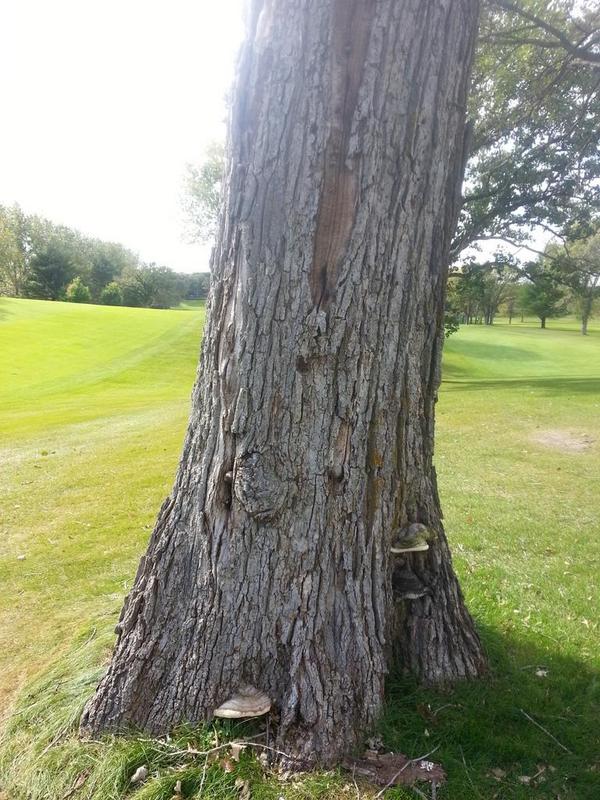 gdeters_turf's tweet photo. A good indicator of an unhealthy tree is a bunch of mushrooms near the base. http://t.co/EULgBB0EM6