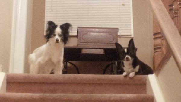 LightningSlim1's tweet image. Waiting for me. These guys. #talk2wftda #DogsOfWFTDA